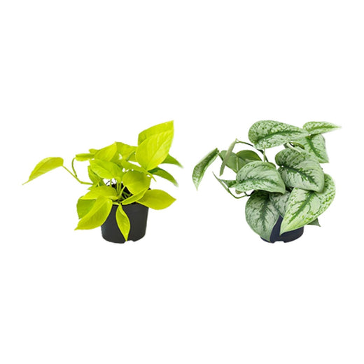Pothos en Satijnpothos