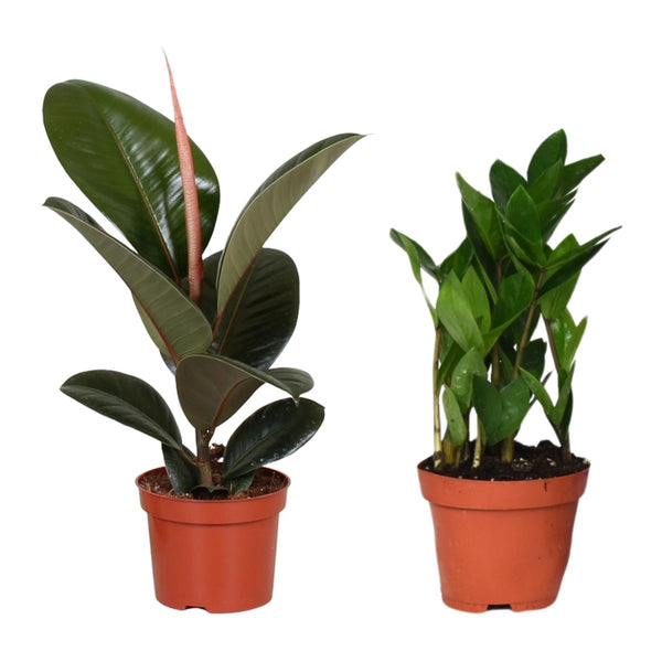 Kantoor duo , Rubberboom en ZZ-plant