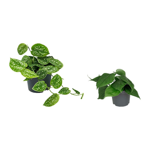 Satijnpothos en Philodendron Scandens