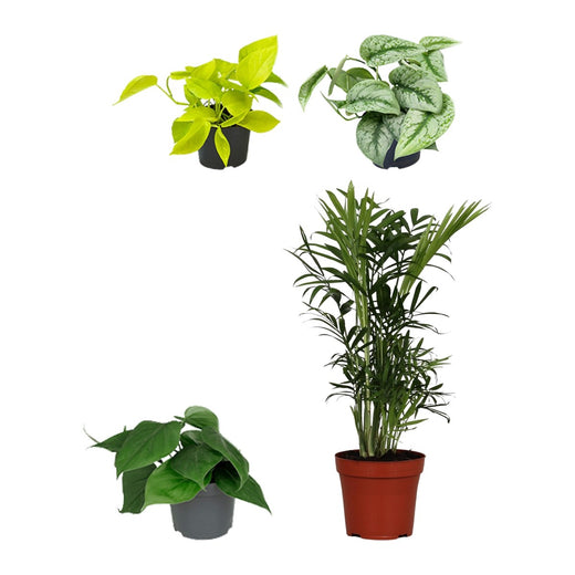 Pothos, Satijnpothos, Philodendron Scandens en Bergpalm