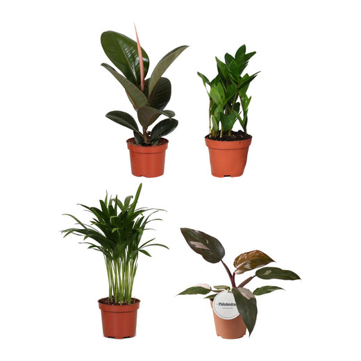 Rubberboom, ZZ-plant, Arecapalm en Philodendron Burgundy Princess