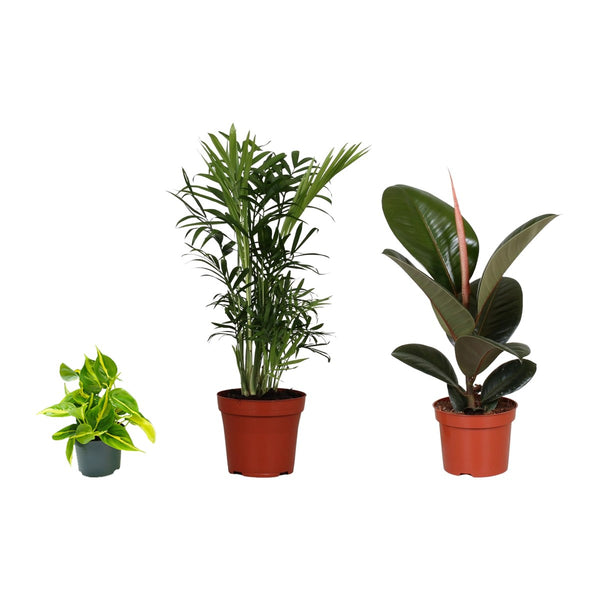 Kantoor trio , Philodendron Scandens Brasil, Bergpalm en Rubberboom