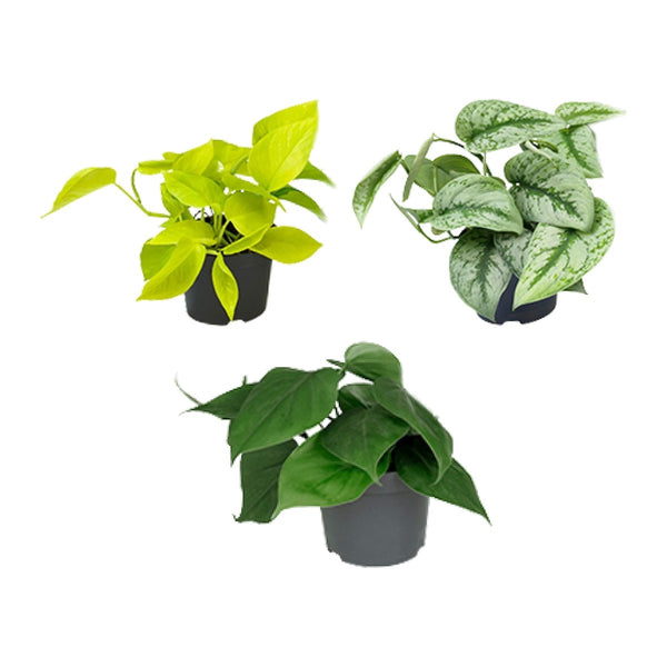 Kantoor trio , Pothos, Satijnpothos en Philodendron Scandens