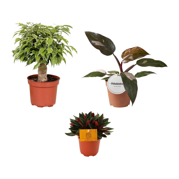 Kantoor trio , Treurvijg, Philodendron Burgundy Princess en Dwergpeper