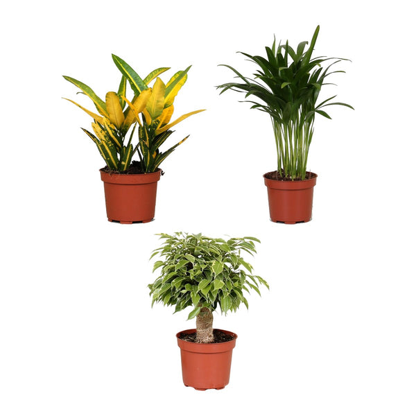 Luchtzuiverend trio , Croton Sunny Star, Arecapalm en Treurvijg