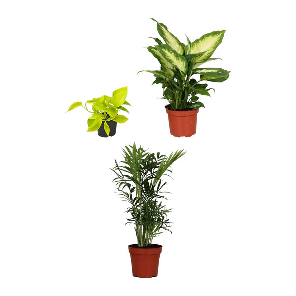 Luchtzuiverend trio , Pothos, Dieffenbachia Camilla en Bergpalm