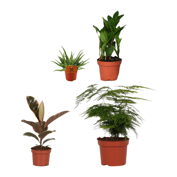 Makkelijk kwartet , Aloe Spider, ZZ-plant, Rubberboom en Sierasperge
