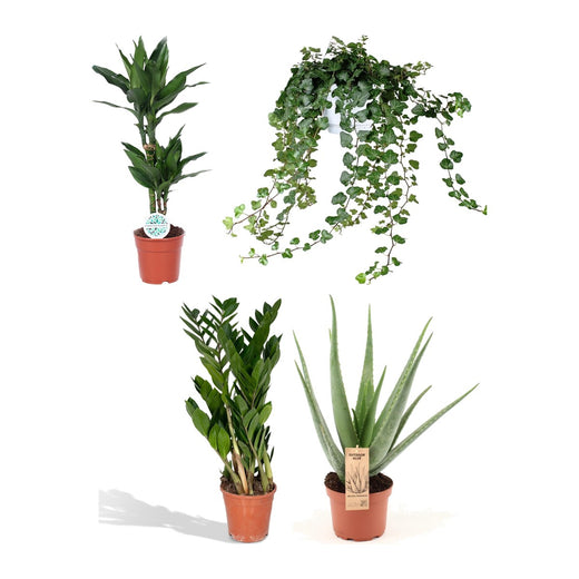 Drakenbloedboom, Klimop, ZZ-plant en Aloe Vera