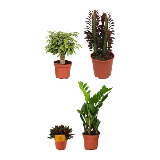 Treurvijg, Wolfsmelk, Dwergpeper en ZZ-plant
