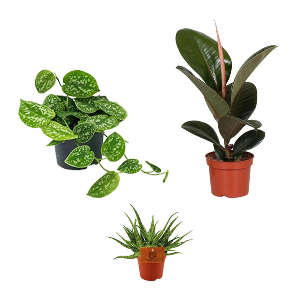 Makkelijk trio , Satijnpothos, Rubberboom en Aloe Spider