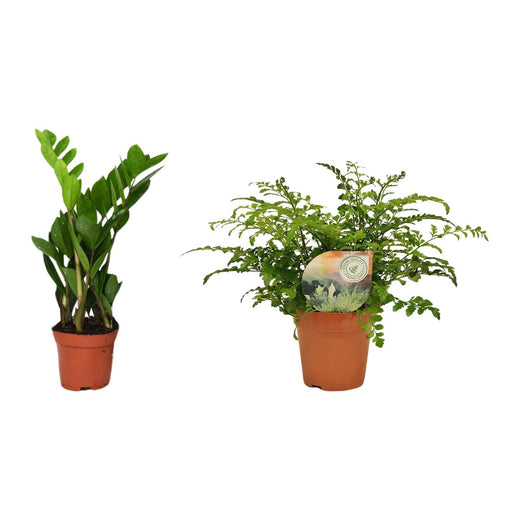 ZZ-plant en Tongvaren