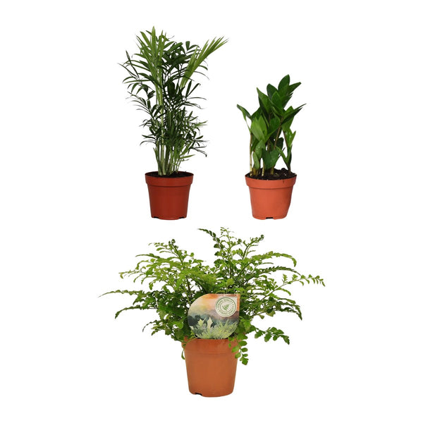 Schaduw trio , Bergpalm, ZZ-plant en Tongvaren