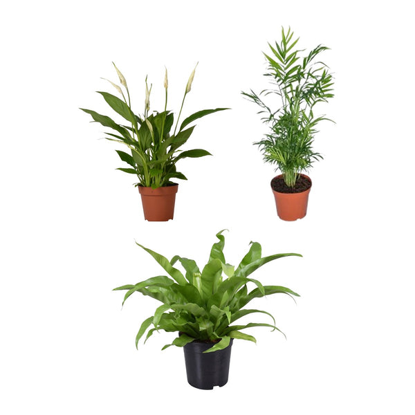 Schaduw trio , Lepelbloem, Bergpalm en Tongvaren