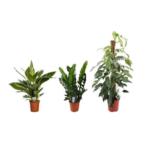 Schaduw trio , Lepelbloem, ZZ-plant en Pothos