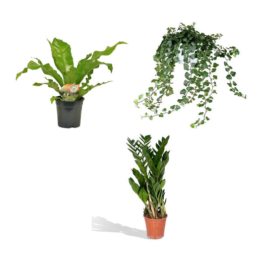 Tongvaren, Klimop en ZZ-plant
