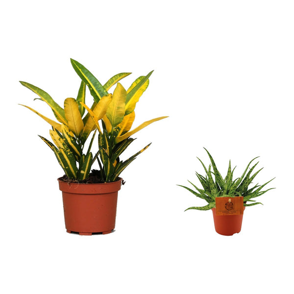 Volle zon duo , Croton Sunny Star en Aloe Spider