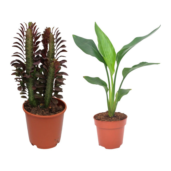 Volle zon duo , Wolfsmelk en Paradijsvogelplant
