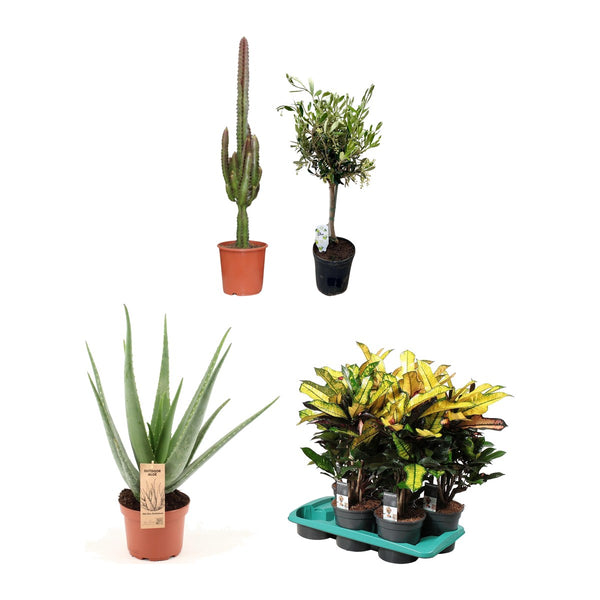 Volle zon kwartet , Wolfsmelk, Olijfboom, Aloe Vera en Croton Wilma