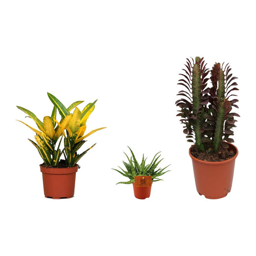Croton Sunny Star, Aloe Spider en Wolfsmelk