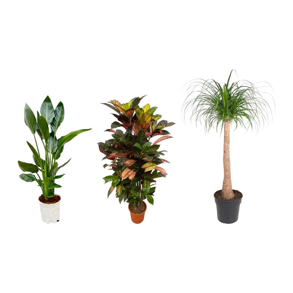Volle zon trio , Paradijsvogelplant, Croton en Beaucarnea stam