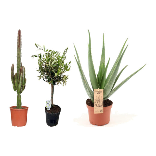 Wolfsmelk, Olijfboom en Aloe Vera