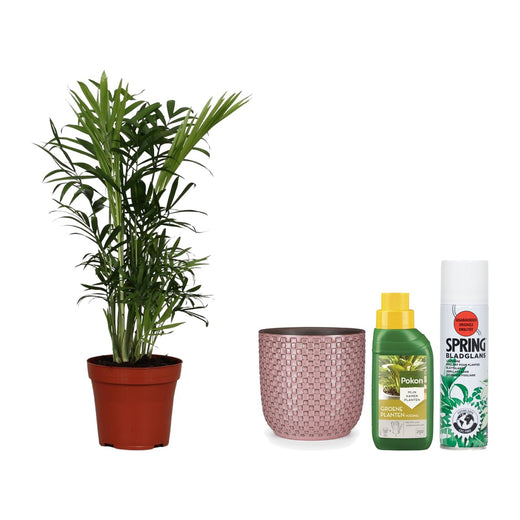 Bergpalm met pot, voeding en bladglans