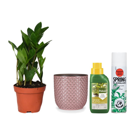 ZZ-plant met pot, voeding en bladglans
