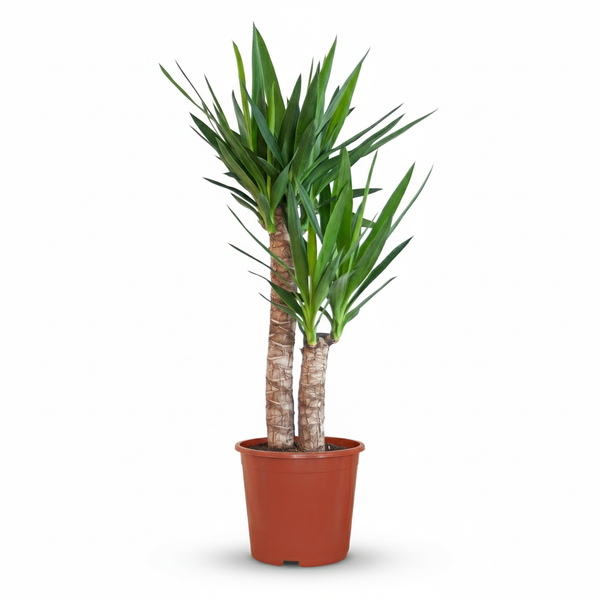 Yucca Elephantipes - Yucca (Palmlelie) - Ø21cm - ↕80-90cm