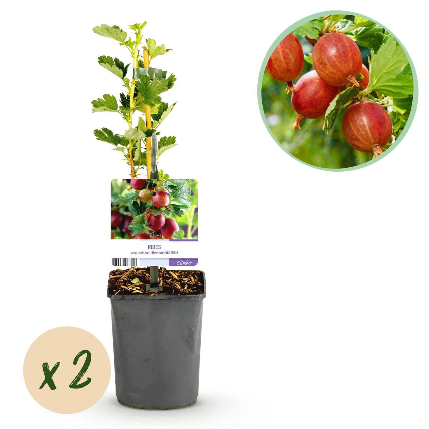 2x Kruisbes - Ribes uva-crispa Hinnomäki Röd - Ø11cm - ↕40cm