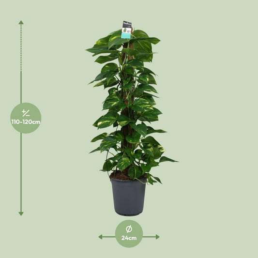 Satijnpothos - Scindapsus pictus - Ø24cm - ↕120cm