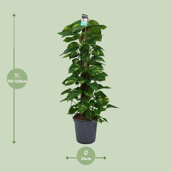 Satijnpothos - Scindapsus pictus - Ø24cm - ↕120cm