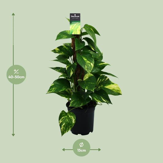 Satijnpothos - Scindapsus pictus - Ø15cm - ↕50cm