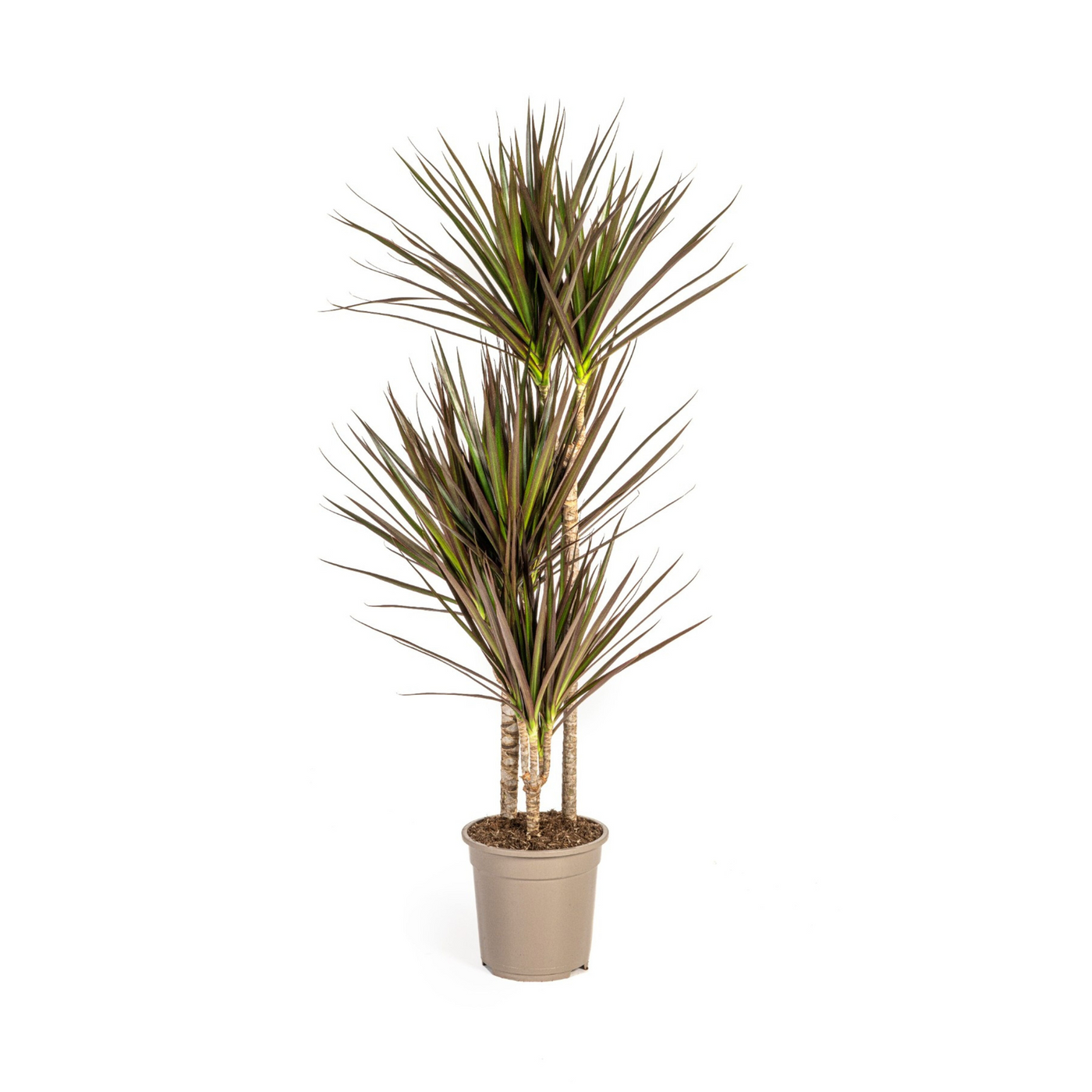 Drakenbloedboom - Dracaena marginata 'Magenta' - Ø21cm - ↕120cm