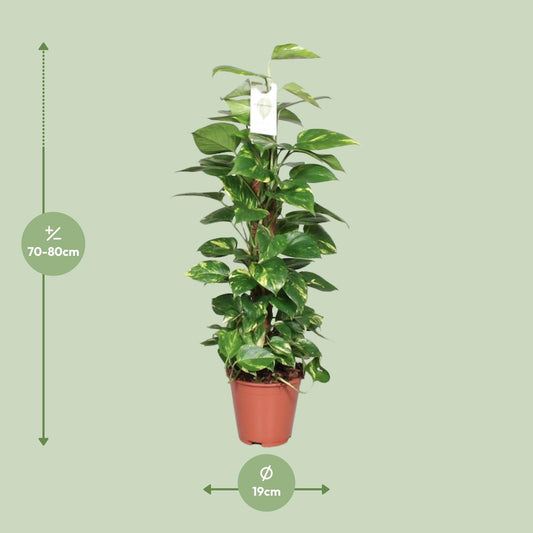 Pothos - Epipremnum pinnatum mosstok - Ø19cm - ↕80cm