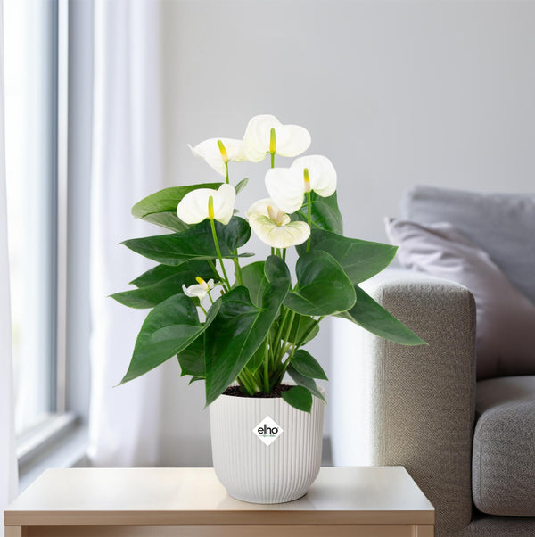 Flamingoplant - Anthurium White - Ø12cm - ↕43cm