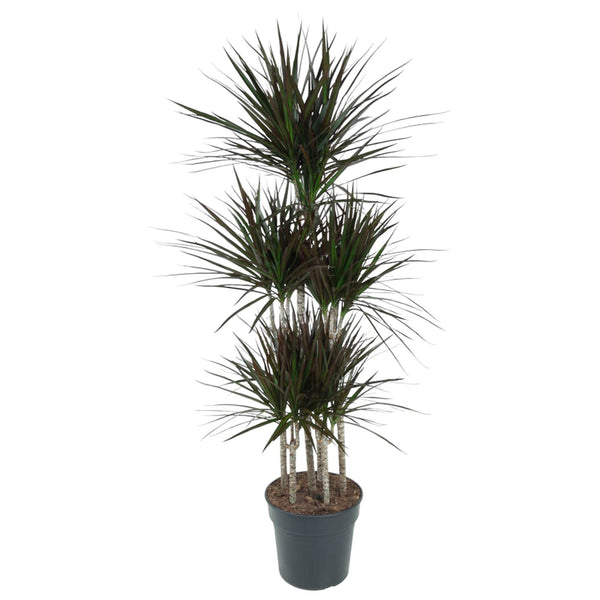Drakenbloedboom - Dracaena Magenta Carrousel - ↕150cm