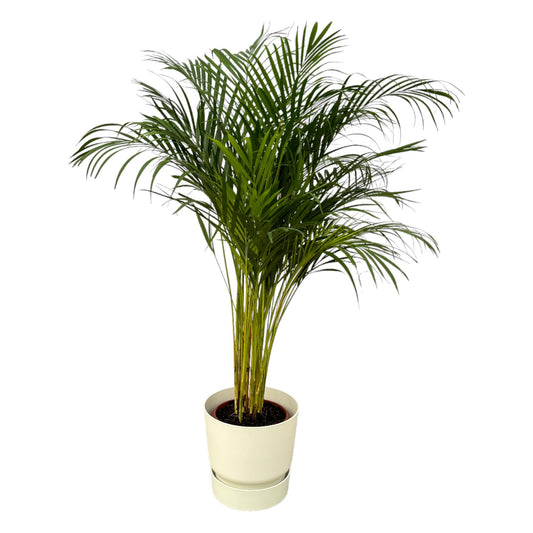 Arecapalm - Areca palm - incl. Elho Greenville Round wit - Ø24cm - ↕130cm