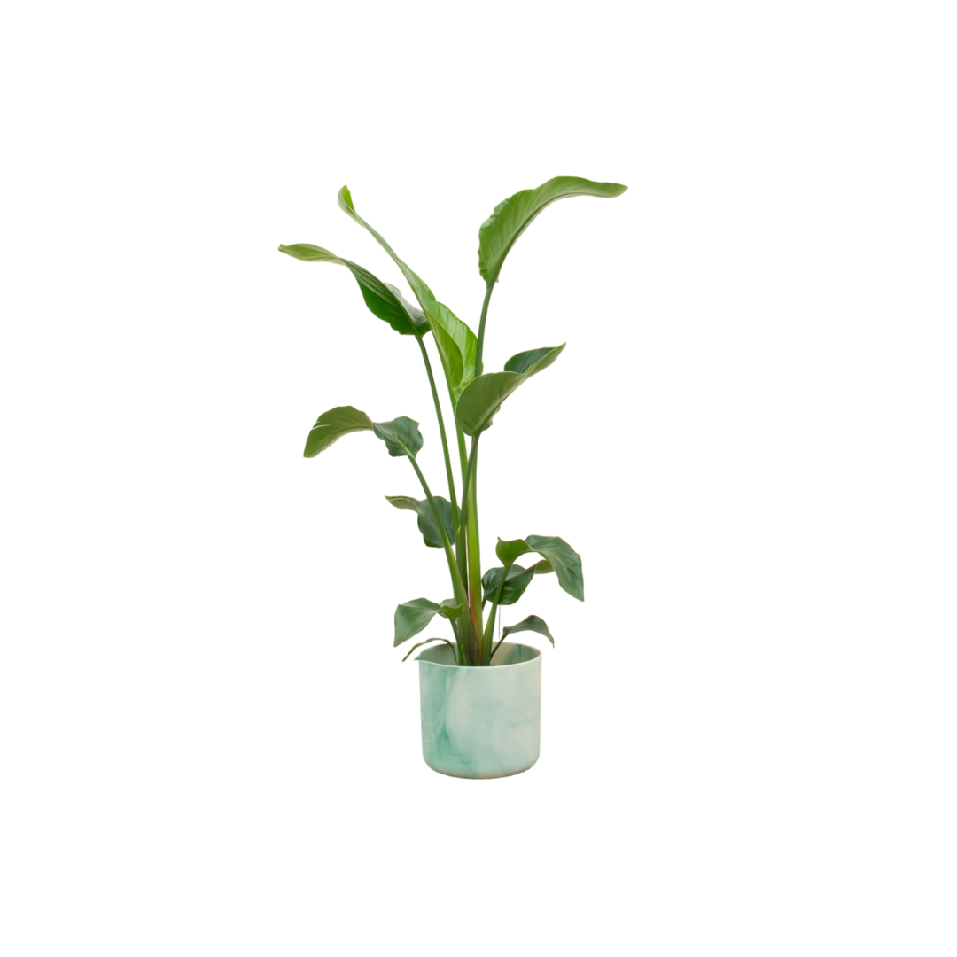 Witte paradijsvogelplant - Strelitzia nicolai - incl. Elho Ocean Round pacifisch groen - Ø22cm