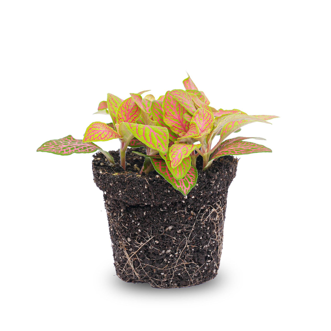 Mozaïekplant - Fittonia 'Ruby Lime' - oranjeroze - Ø8cm