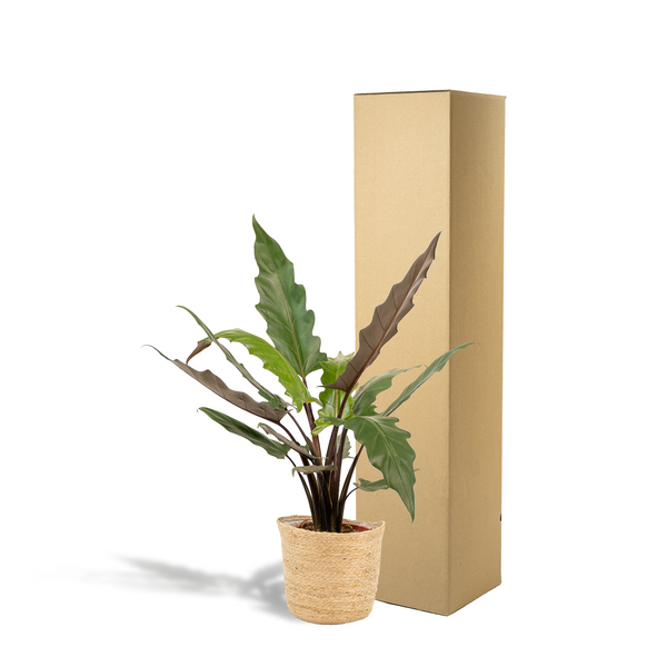 Olifantsoor - Alocasia Lauterbachiana - incl. Mand Selin - Ø19cm - ↕80cm
