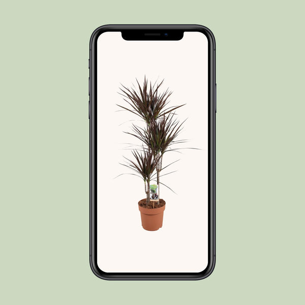 Drakenbloedboom - Dracaena Magenta - Ø21cm - ↕120cm