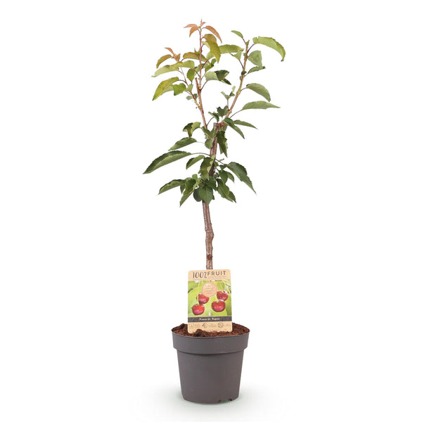 Kersenboom - Prunus avium 'Regina' - Ø21cm - ↕90cm