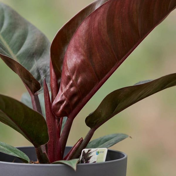 Philodendron Imperial Red - Rood - Ø19cm - ↕60cm