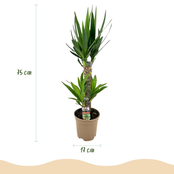 Palmlelie - Yucca elephantipes - Ø17cm - ↕75cm