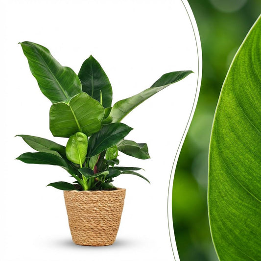 Philodendron Imperial Green - Ø19cm - ↕65cm