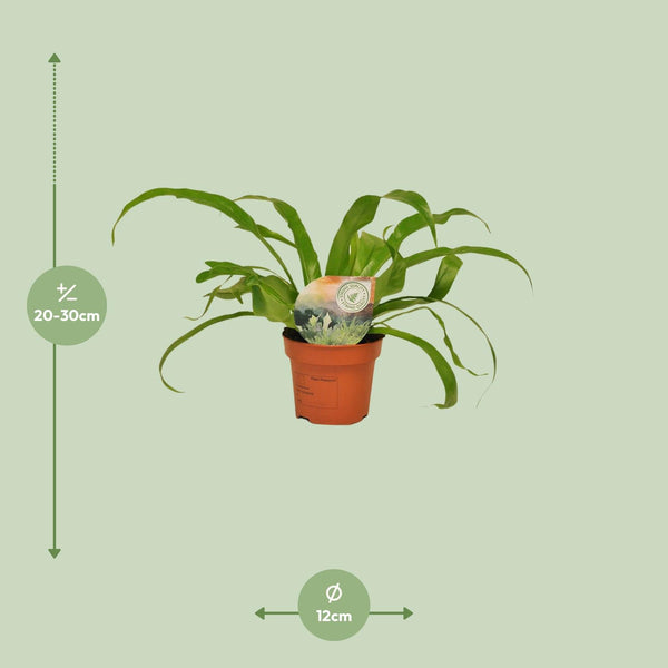 Tongvaren - Asplenium antiquum - Ø12cm - ↕30cm