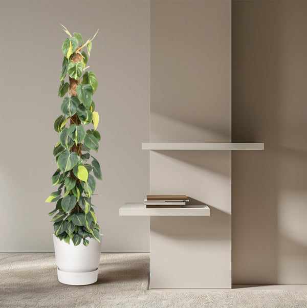 Philodendron Scandens Brasil mosstok - Ø27cm - ↕150cm