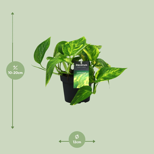 Pothos - Epipremnum pinnatum 'HiColor' - Ø12cm - ↕20cm