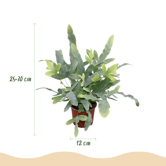 Phlebodium aureum Blue Star - Blauwe Varen - Blauw - Ø12cm - ↕25cm