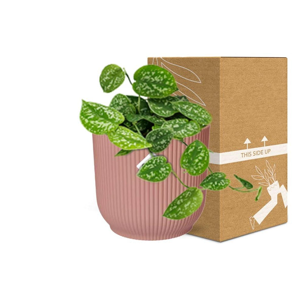 Satijnpothos - Scindapsus pictus 'Argyraeus' - incl. Elho Vibes Fold Roze - ↕14cm